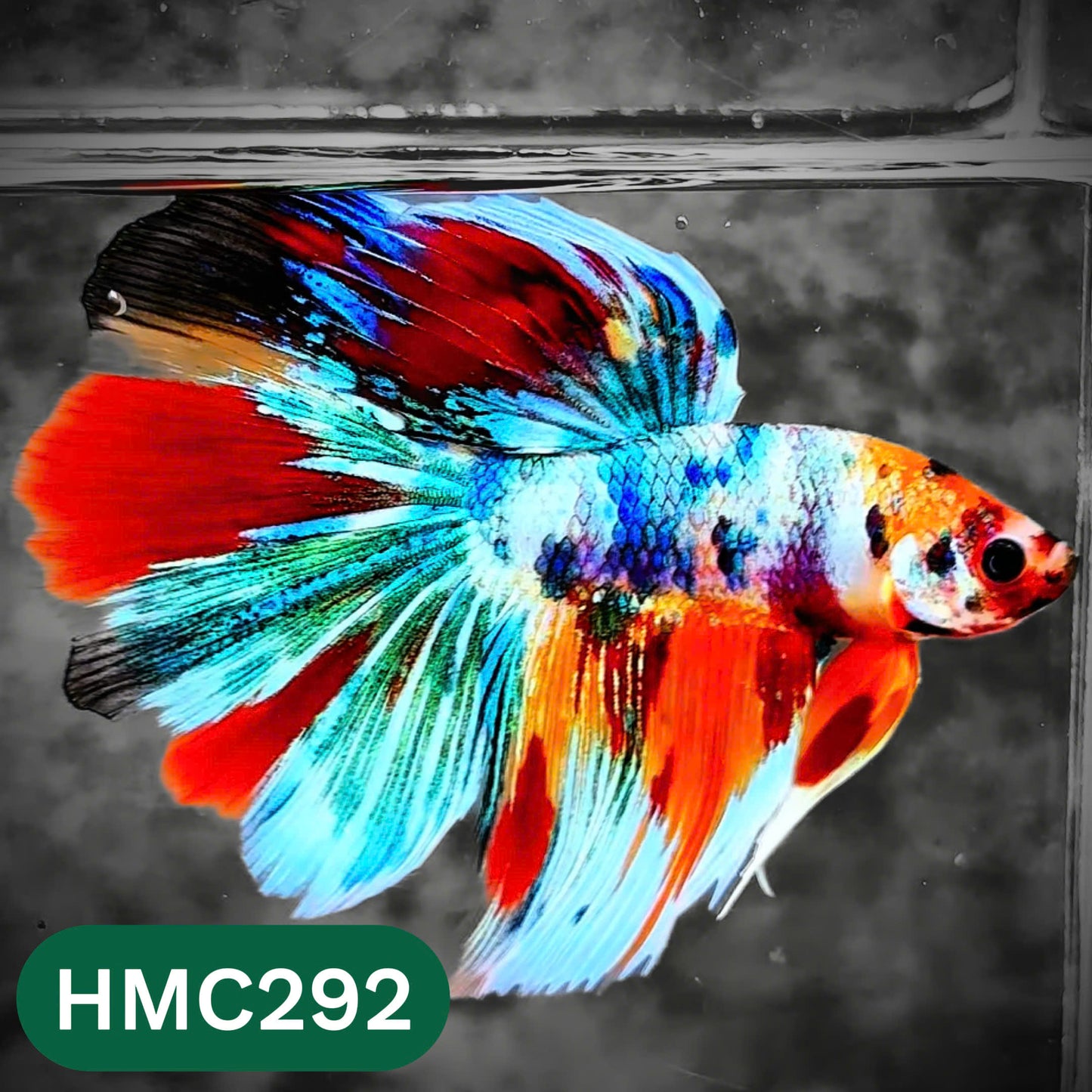 Multicolor Halfmoon Male Betta Fish | High Grade | Order Directly From Farm |  You Pick Fish |