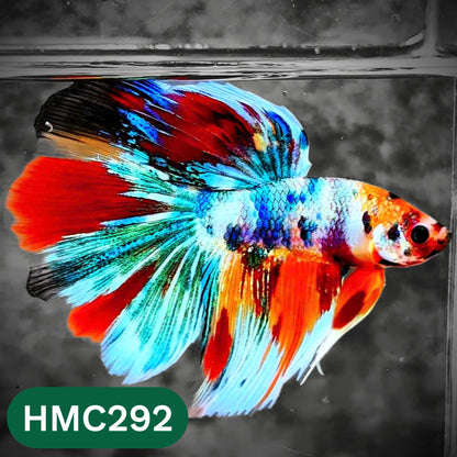 Multicolor Halfmoon Male Betta Fish | High Grade | Order Directly From Farm |  You Pick Fish |