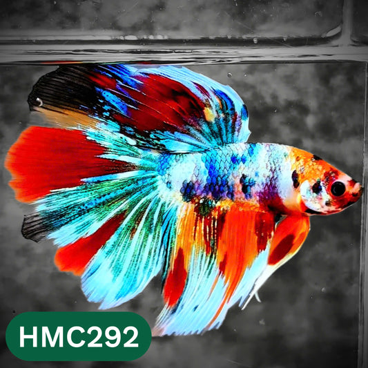 Multicolor Halfmoon Male Betta Fish | High Grade | Order Directly From Farm |  You Pick Fish |