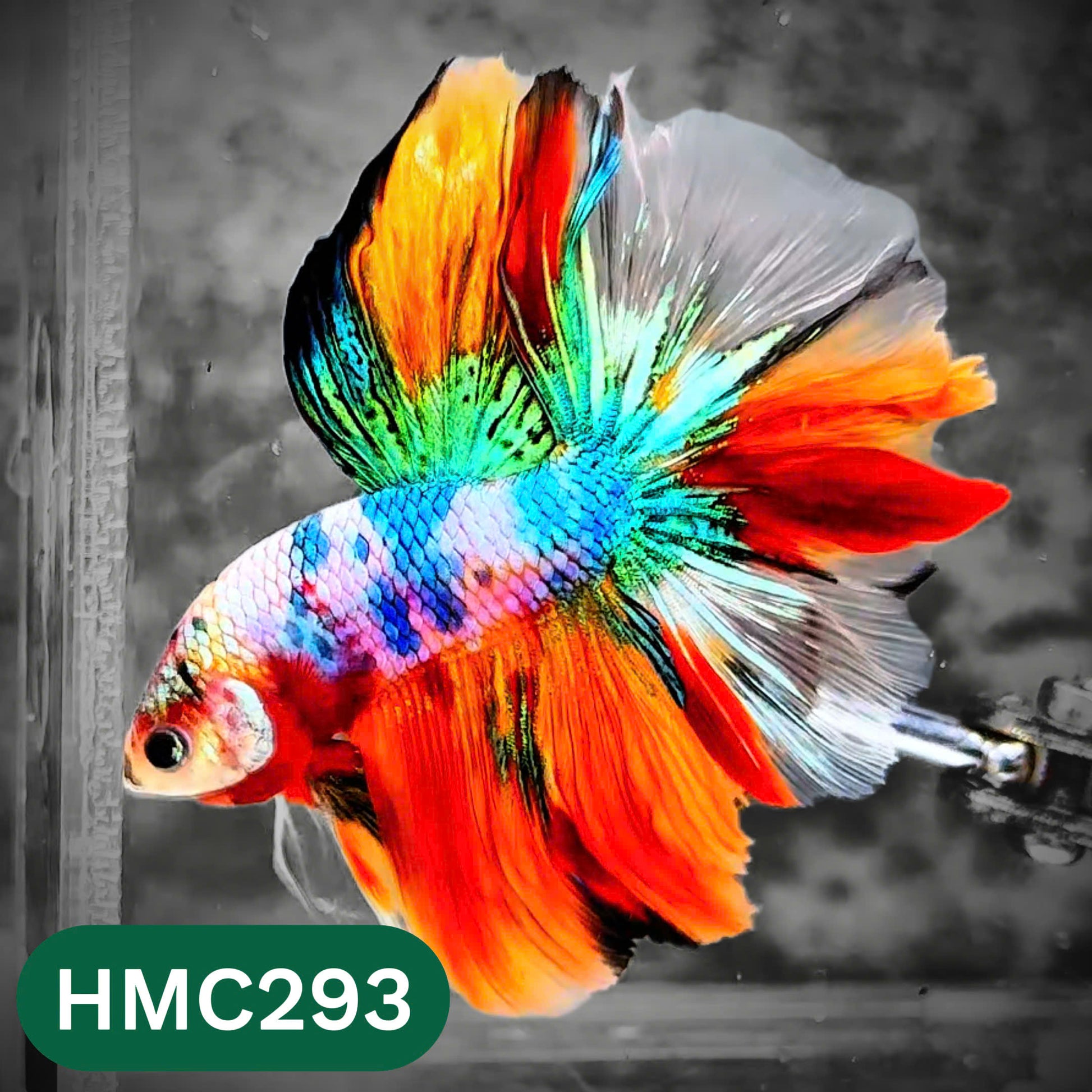 Multicolor Halfmoon Male Betta Fish | High Grade | Order Directly From Farm |  You Pick Fish |