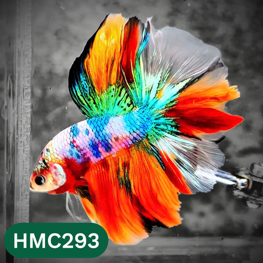 Multicolor Halfmoon Male Betta Fish | High Grade | Order Directly From Farm |  You Pick Fish |