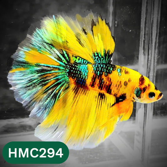 Multicolor Halfmoon Male Betta Fish | High Grade | Order Directly From Farm |  You Pick Fish |