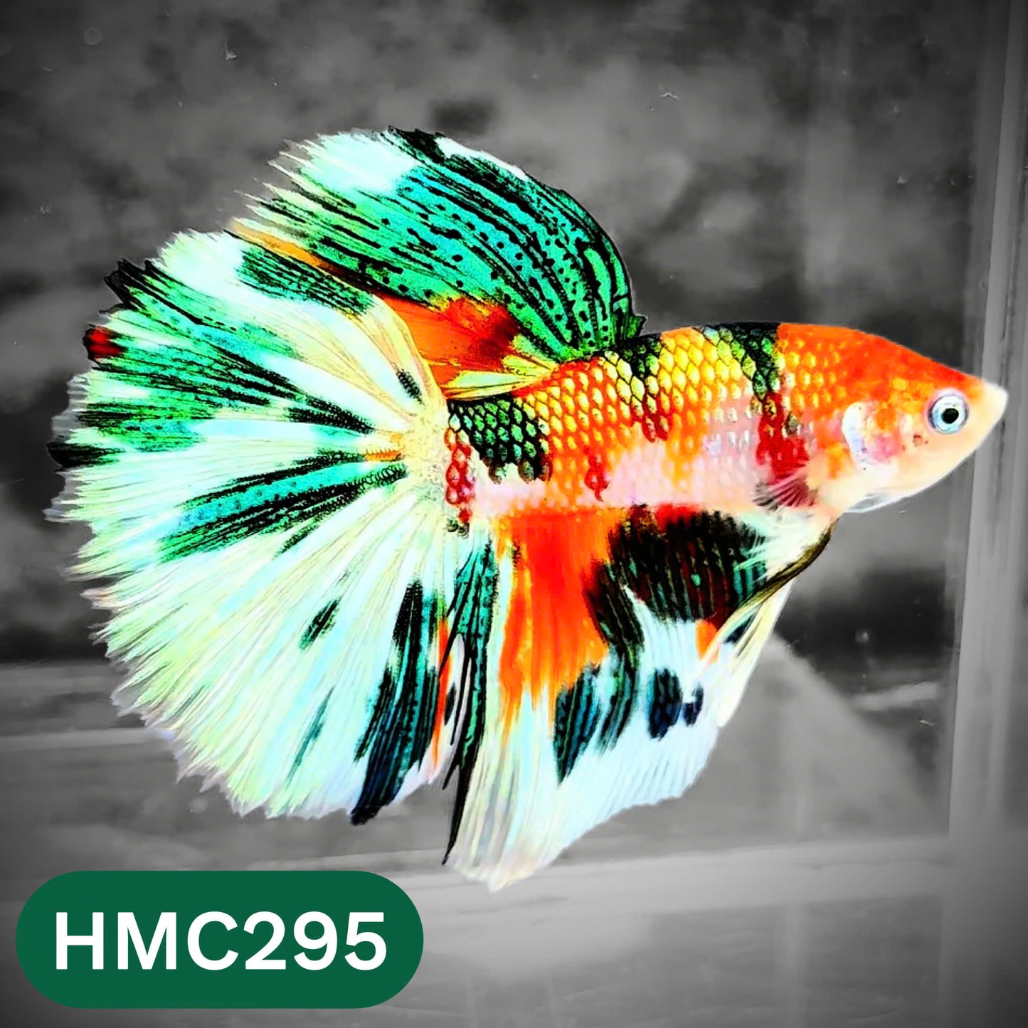 Multicolor Halfmoon Male Betta Fish | High Grade | Order Directly From Farm |  You Pick Fish |