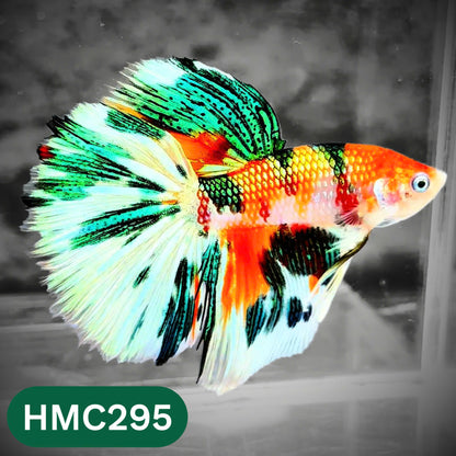 Multicolor Halfmoon Male Betta Fish | High Grade | Order Directly From Farm |  You Pick Fish |