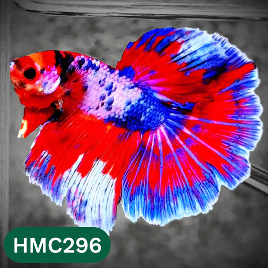 Multicolor Halfmoon Male Betta Fish | High Grade | Order Directly From Farm |  You Pick Fish |
