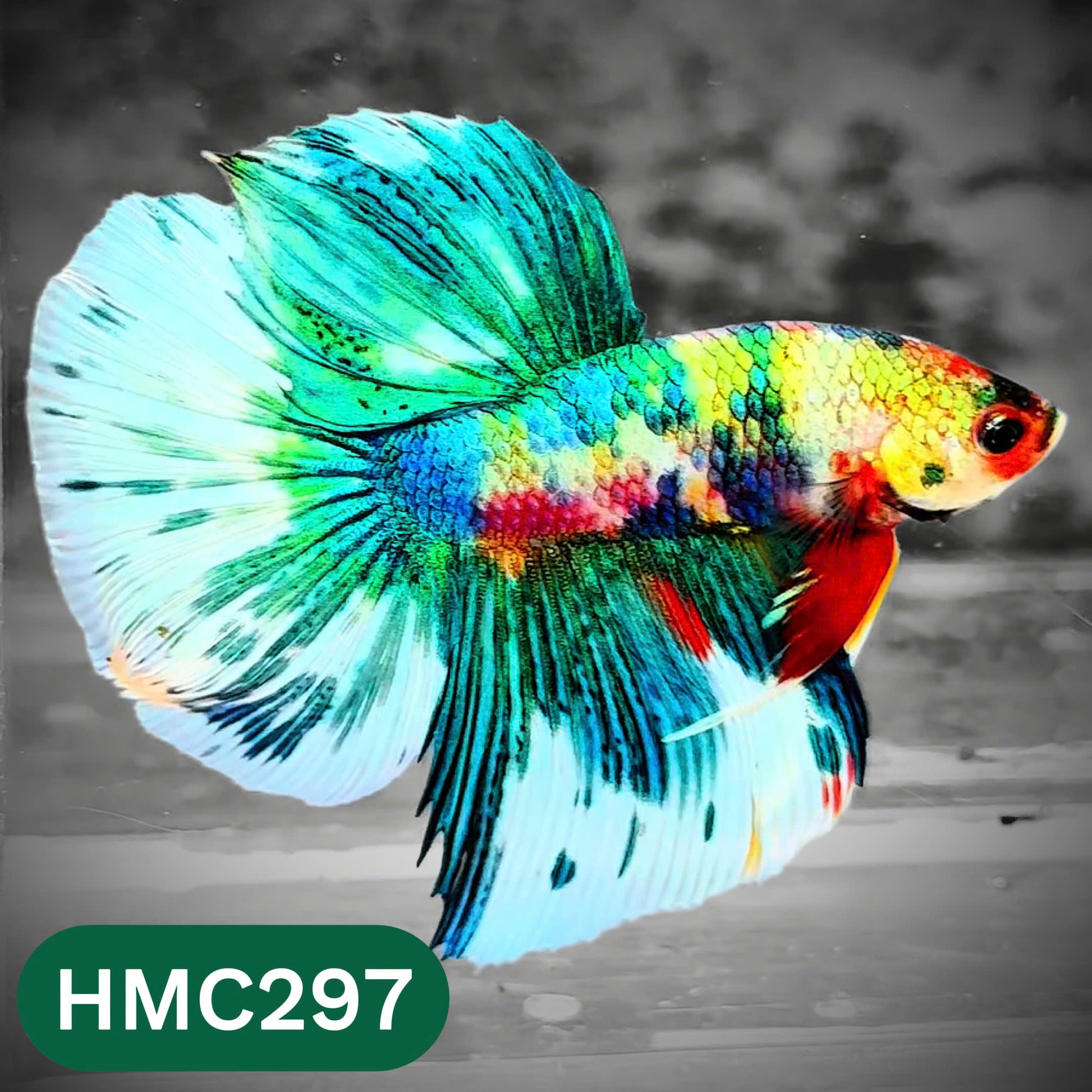 Multicolor Halfmoon Male Betta Fish | High Grade | Order Directly From Farm |  You Pick Fish |