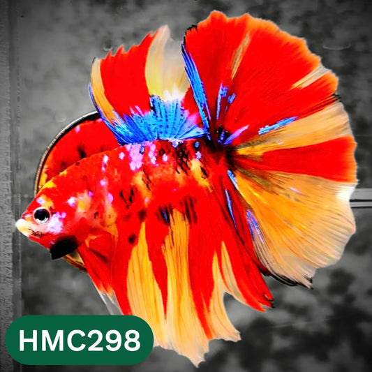 Multicolor Halfmoon Male Betta Fish | High Grade | Order Directly From Farm |  You Pick Fish |