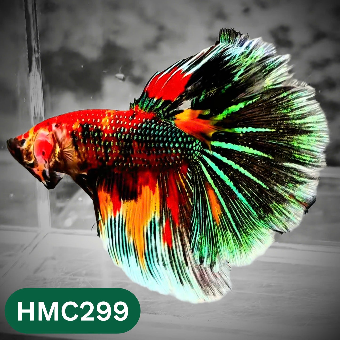 Multicolor Halfmoon Male Betta Fish | High Grade | Order Directly From Farm |  You Pick Fish |