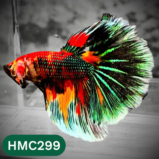Multicolor Halfmoon Male Betta Fish | High Grade | Order Directly From Farm |  You Pick Fish |