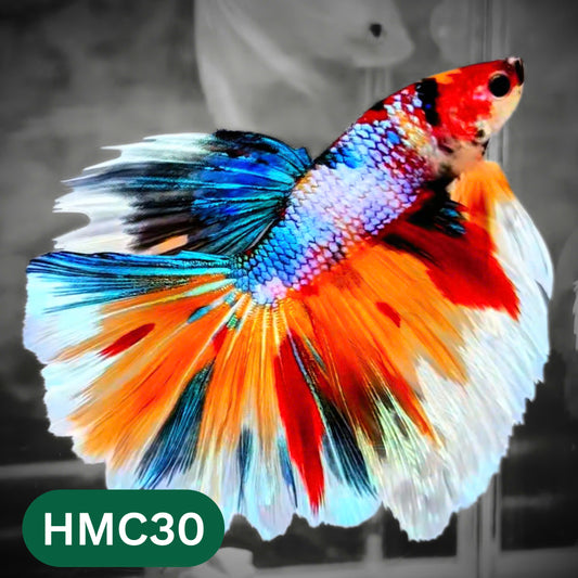 Multicolor Halfmoon Male Betta Fish | High Grade | Order Directly From Farm |  You Pick Fish |