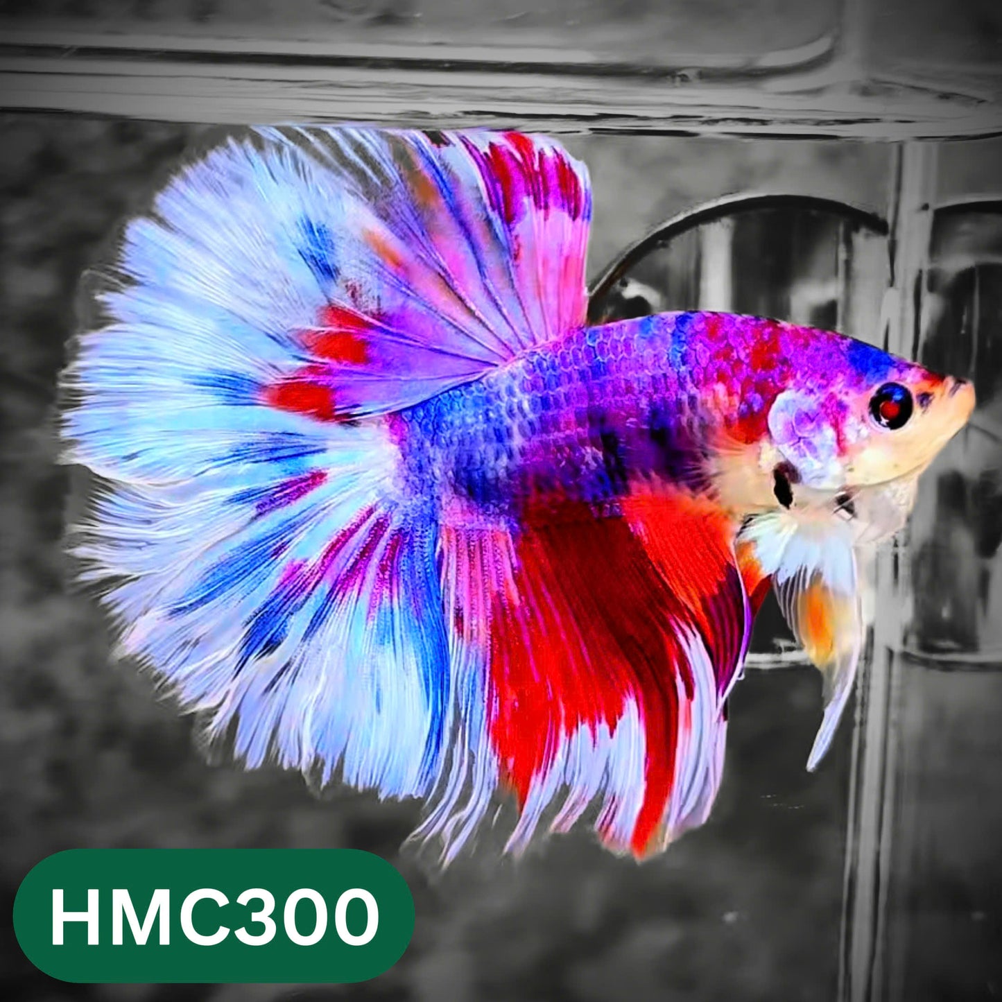 Multicolor Halfmoon Male Betta Fish | High Grade | Order Directly From Farm |  You Pick Fish |