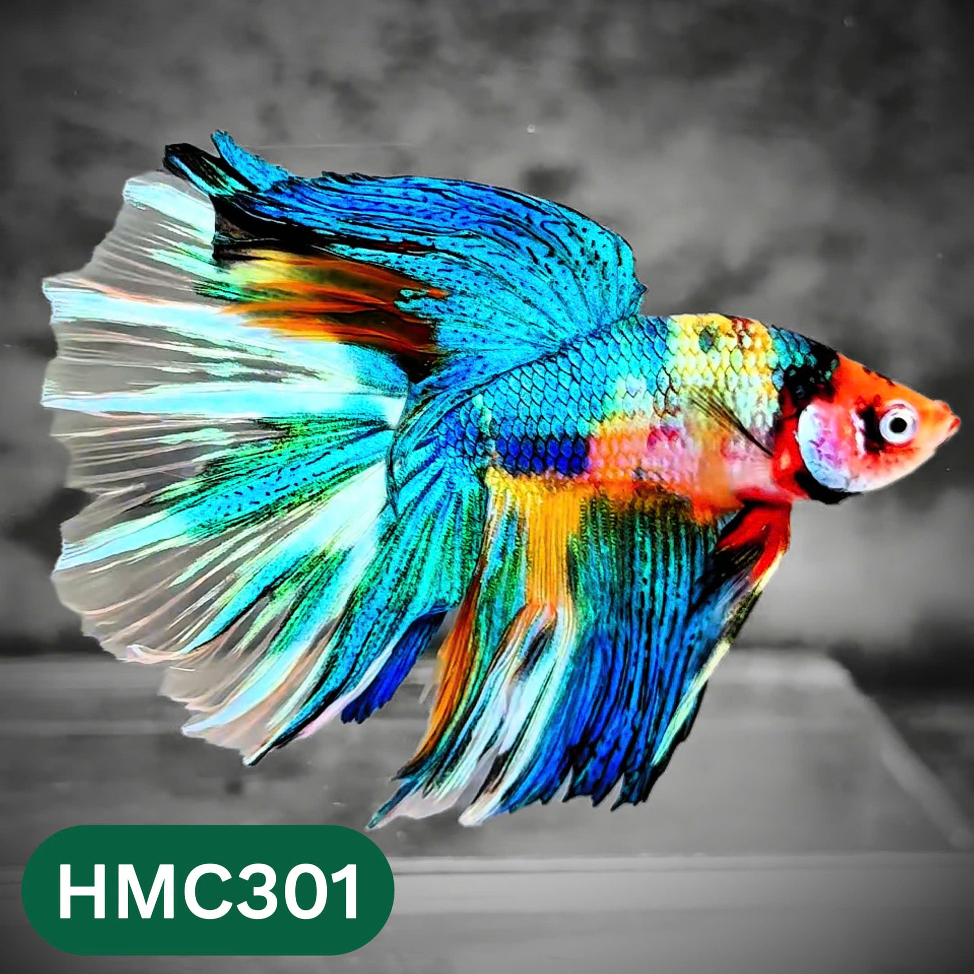 Multicolor Halfmoon Male Betta Fish | High Grade | Order Directly From Farm |  You Pick Fish |