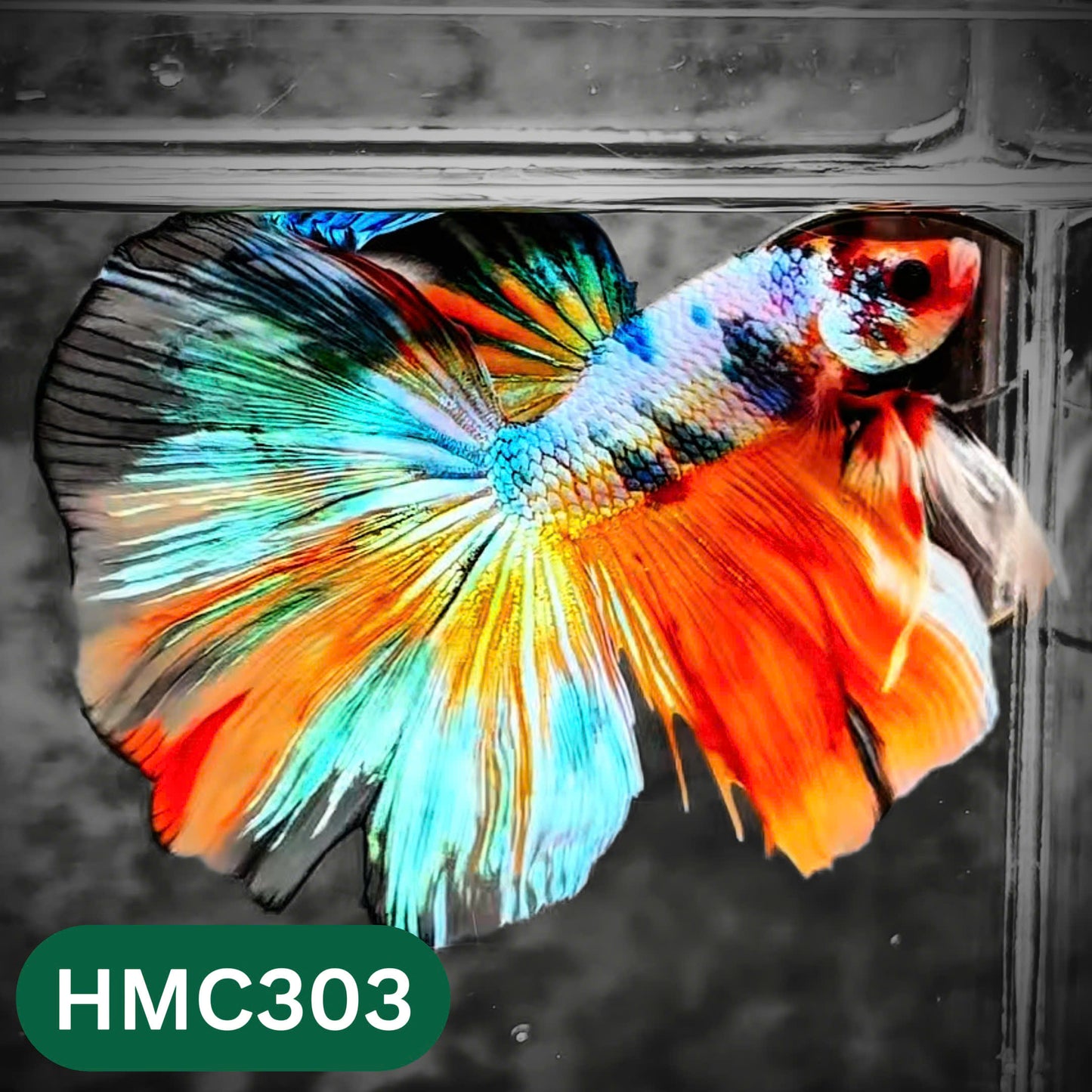 Multicolor Halfmoon Male Betta Fish | High Grade | Order Directly From Farm |  You Pick Fish |
