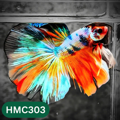 Multicolor Halfmoon Male Betta Fish | High Grade | Order Directly From Farm |  You Pick Fish |