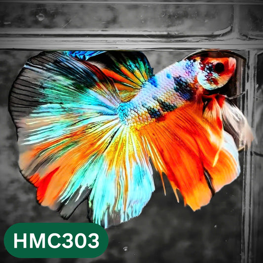 Multicolor Halfmoon Male Betta Fish | High Grade | Order Directly From Farm |  You Pick Fish |