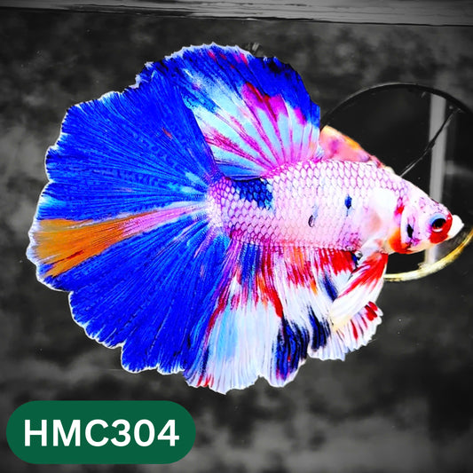 Multicolor Halfmoon Male Betta Fish | High Grade | Order Directly From Farm |  You Pick Fish |