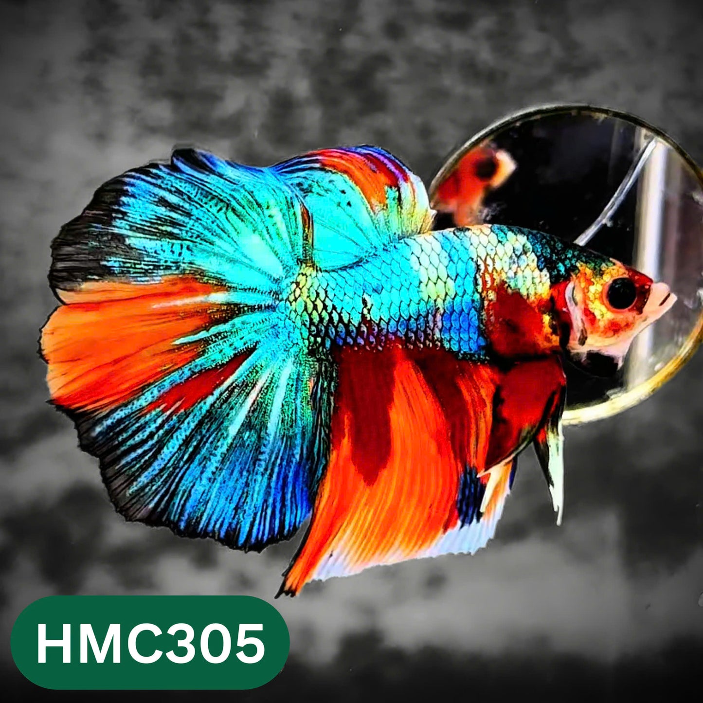 Multicolor Halfmoon Male Betta Fish | High Grade | Order Directly From Farm |  You Pick Fish |