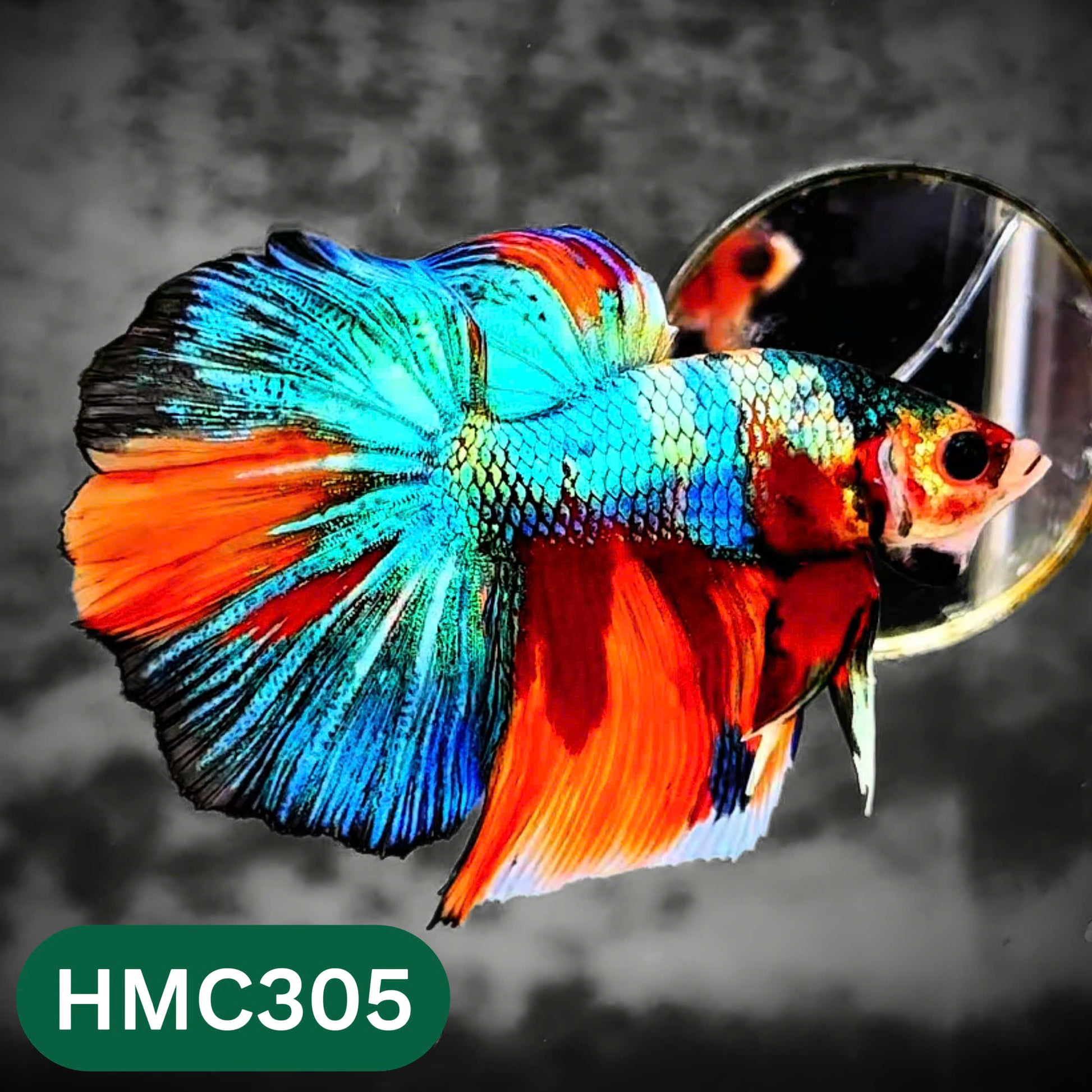 Multicolor Halfmoon Male Betta Fish | High Grade | Order Directly From Farm |  You Pick Fish |