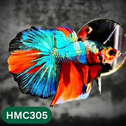 Multicolor Halfmoon Male Betta Fish | High Grade | Order Directly From Farm |  You Pick Fish |