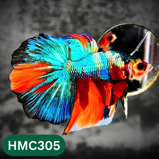 Multicolor Halfmoon Male Betta Fish | High Grade | Order Directly From Farm |  You Pick Fish |