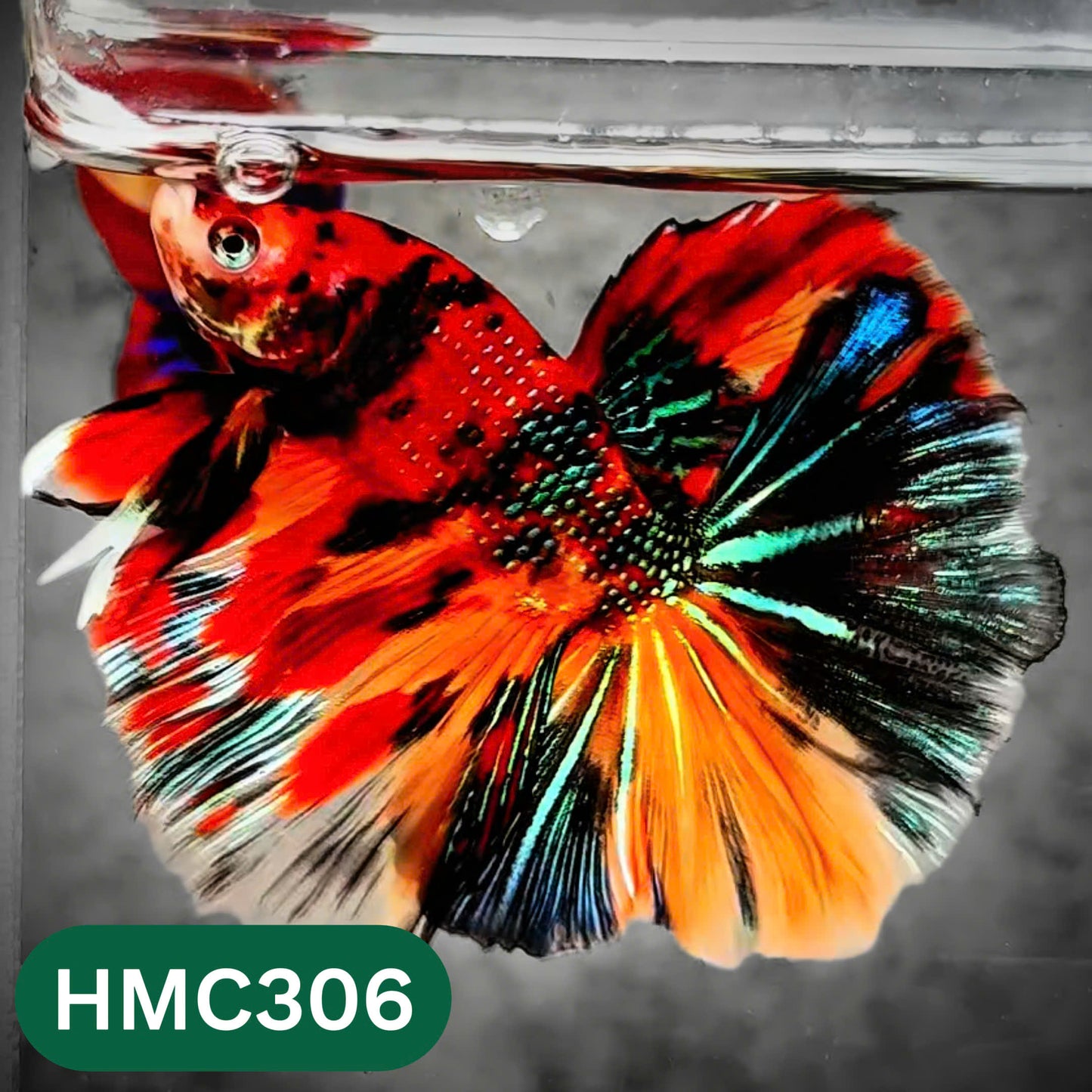 Multicolor Halfmoon Male Betta Fish | High Grade | Order Directly From Farm |  You Pick Fish |