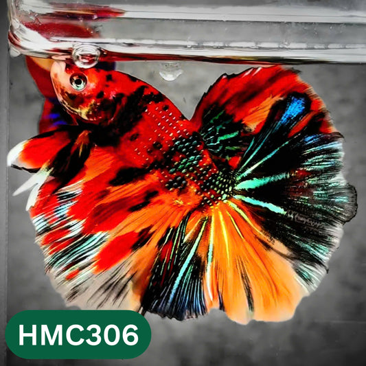 Multicolor Halfmoon Male Betta Fish | High Grade | Order Directly From Farm |  You Pick Fish |