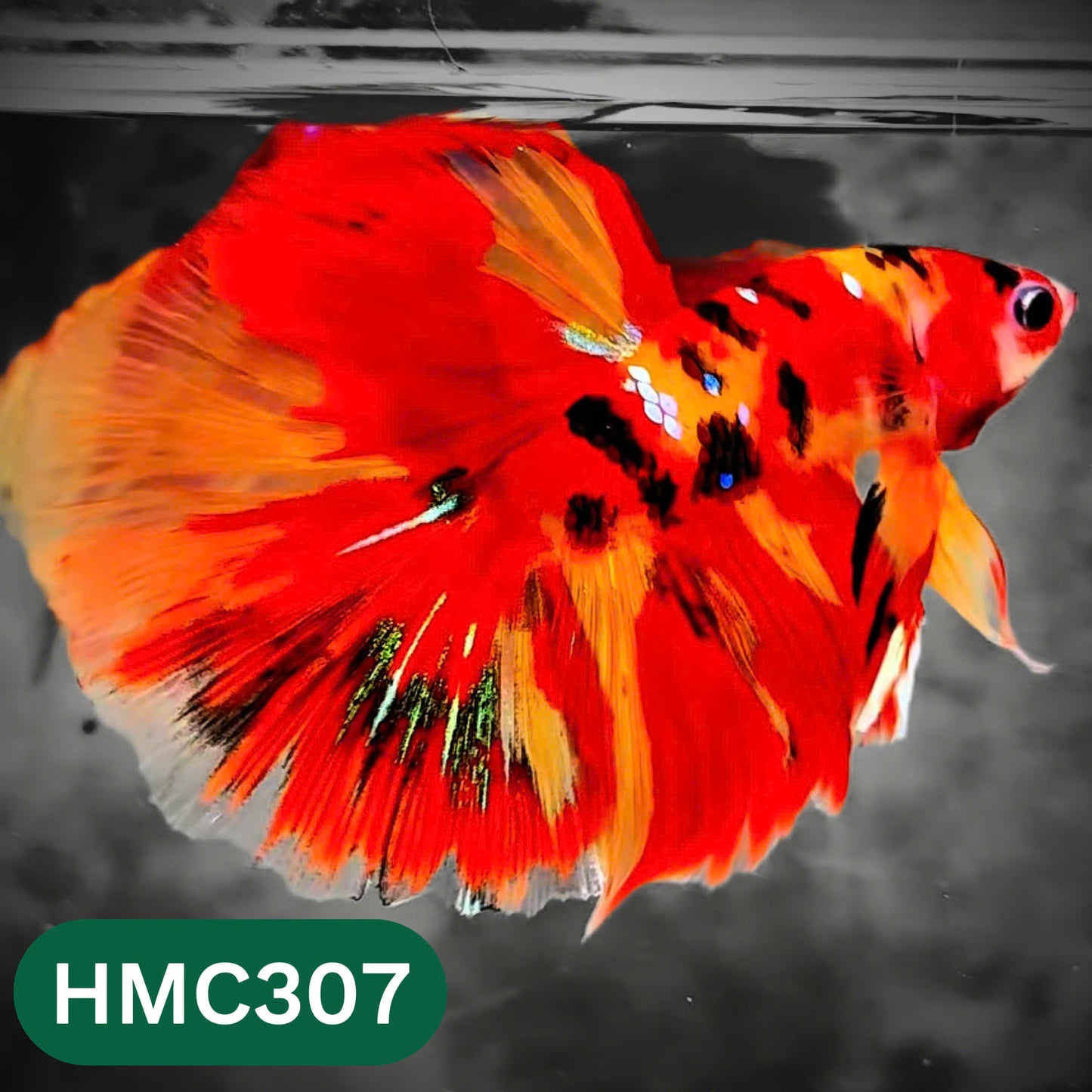 Multicolor Halfmoon Male Betta Fish | High Grade | Order Directly From Farm |  You Pick Fish |