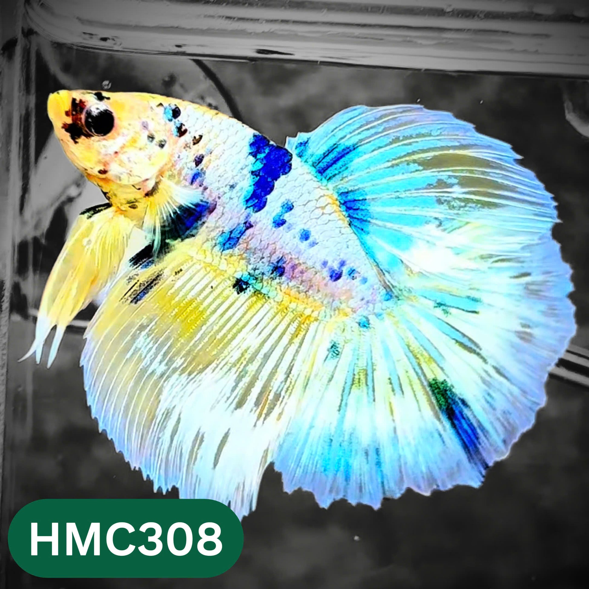 Multicolor Halfmoon Male Betta Fish | High Grade | Order Directly From Farm |  You Pick Fish |