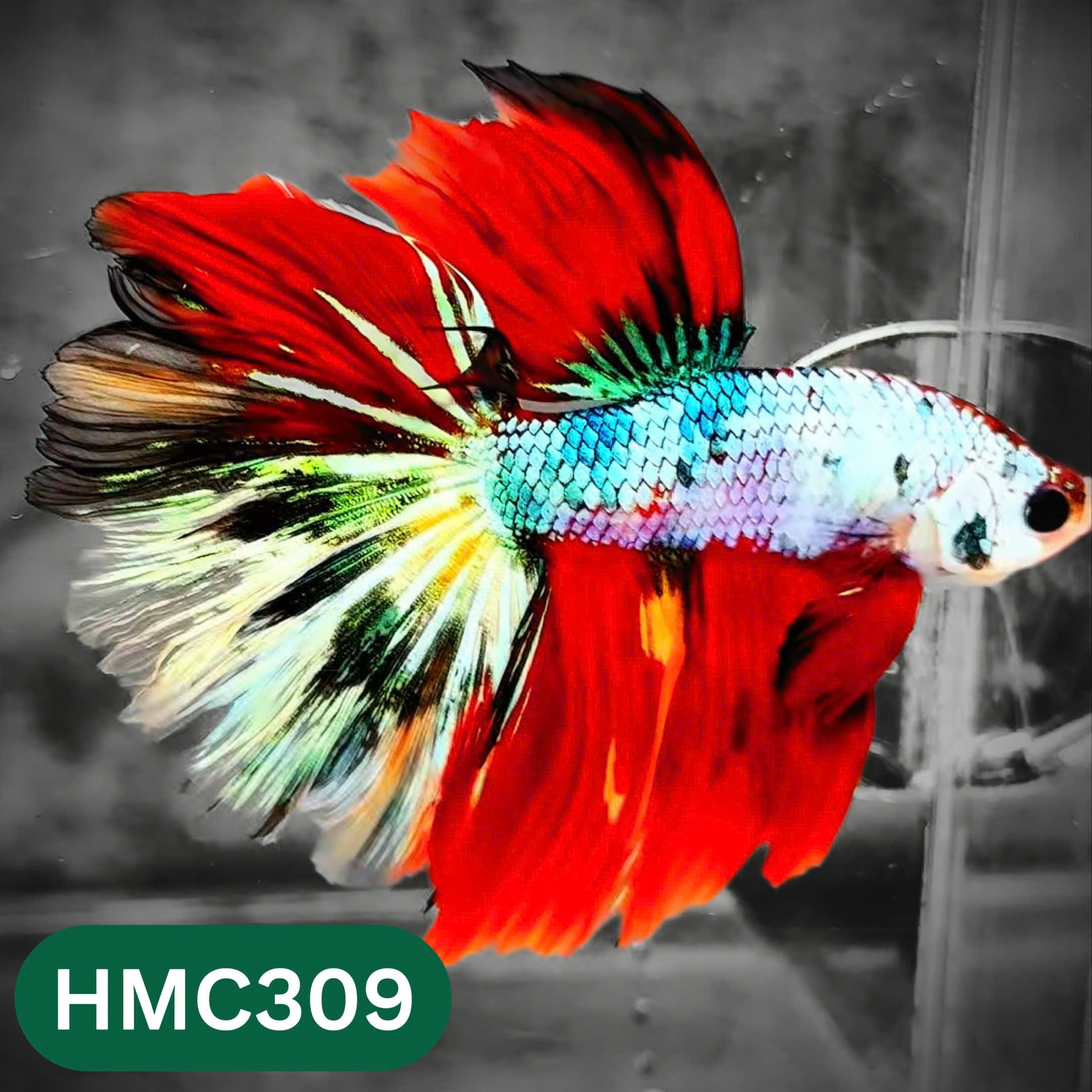 Multicolor Halfmoon Male Betta Fish | High Grade | Order Directly From Farm |  You Pick Fish |