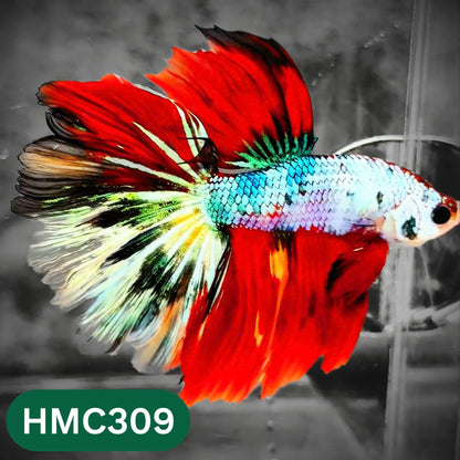 Multicolor Halfmoon Male Betta Fish | High Grade | Order Directly From Farm |  You Pick Fish |