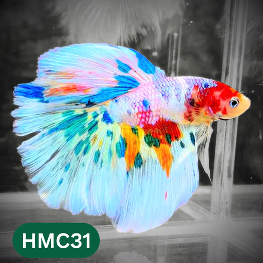 Multicolor Halfmoon Male Betta Fish | High Grade | Order Directly From Farm |  You Pick Fish |