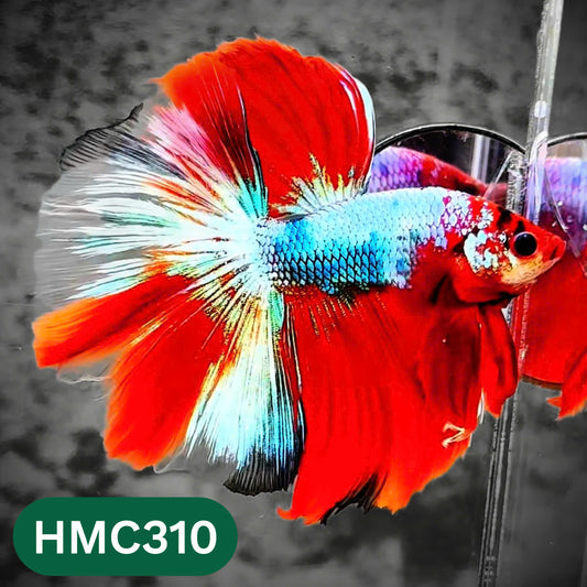 Multicolor Halfmoon Male Betta Fish | High Grade | Order Directly From Farm |  You Pick Fish |