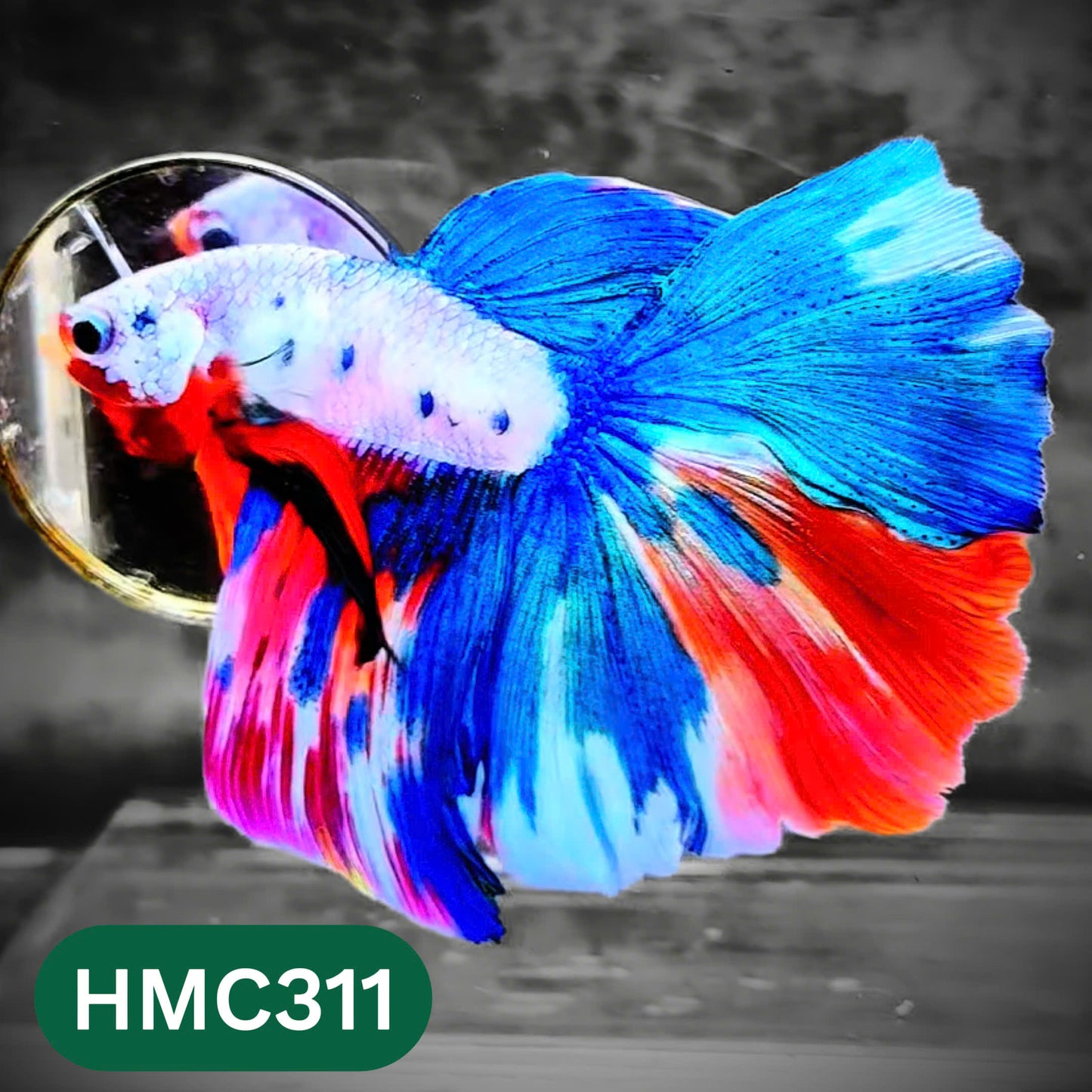 Multicolor Halfmoon Male Betta Fish | High Grade | Order Directly From Farm |  You Pick Fish |