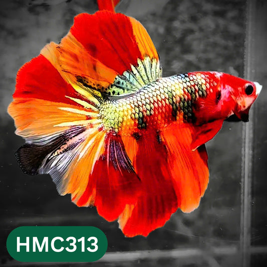Multicolor Halfmoon Male Betta Fish | High Grade | Order Directly From Farm |  You Pick Fish |