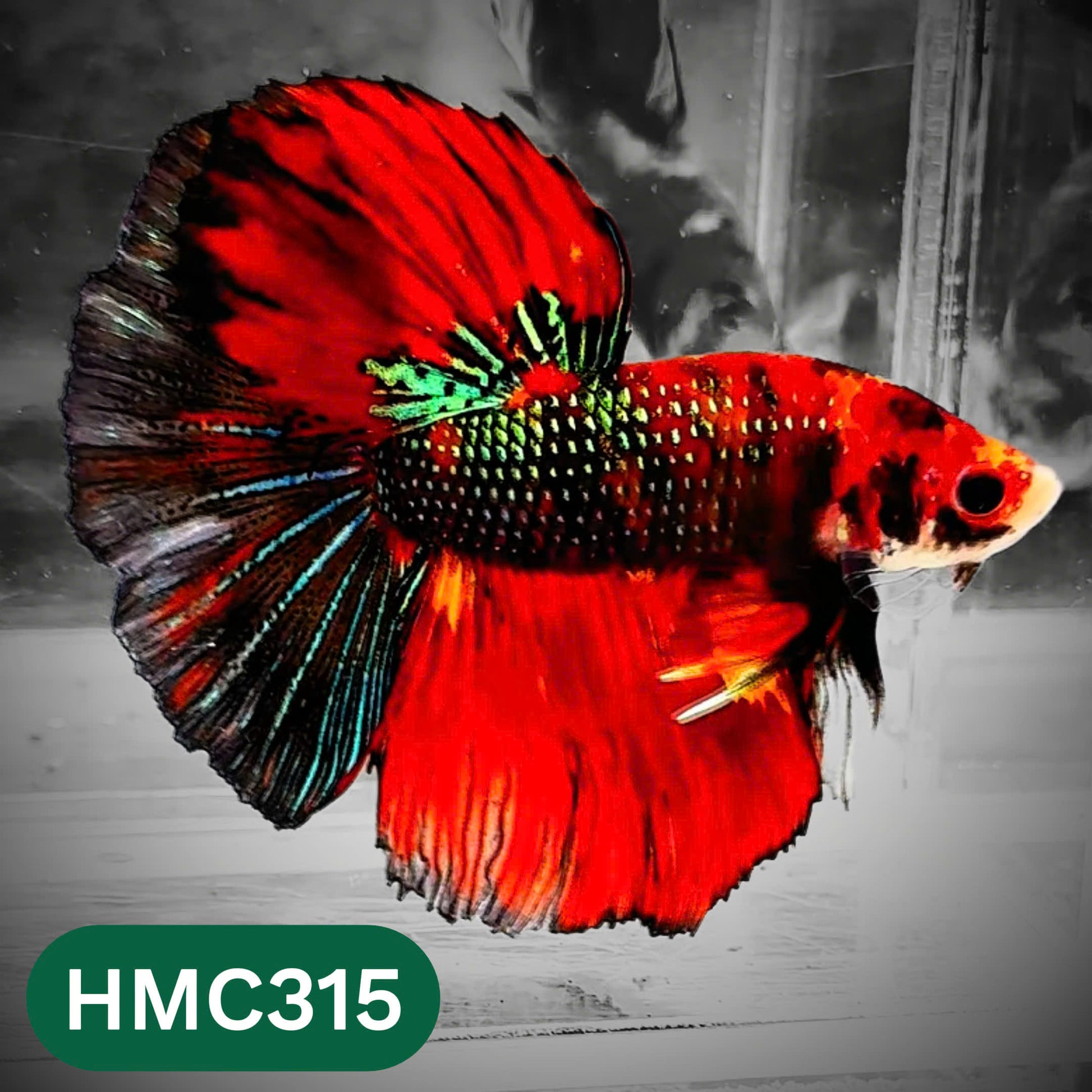 Multicolor Halfmoon Male Betta Fish | High Grade | Order Directly From Farm |  You Pick Fish |