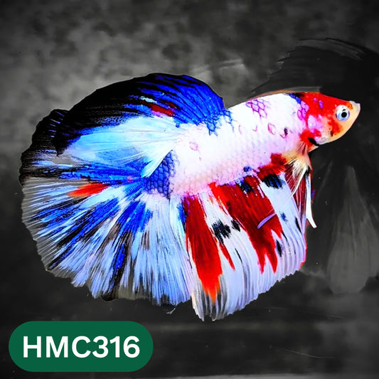 Multicolor Halfmoon Male Betta Fish | High Grade | Order Directly From Farm |  You Pick Fish |