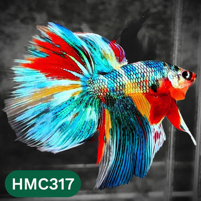 Multicolor Halfmoon Male Betta Fish | High Grade | Order Directly From Farm |  You Pick Fish |