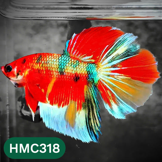 Multicolor Halfmoon Male Betta Fish | High Grade | Order Directly From Farm |  You Pick Fish |