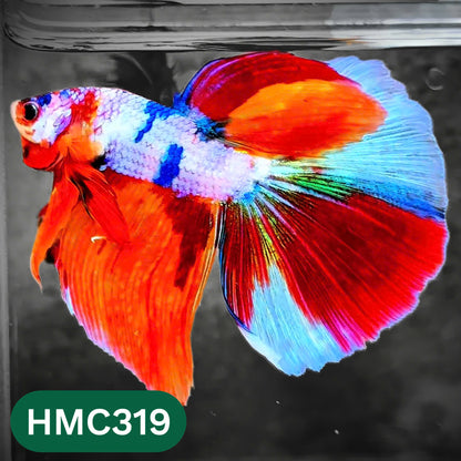 Multicolor Halfmoon Male Betta Fish | High Grade | Order Directly From Farm |  You Pick Fish |