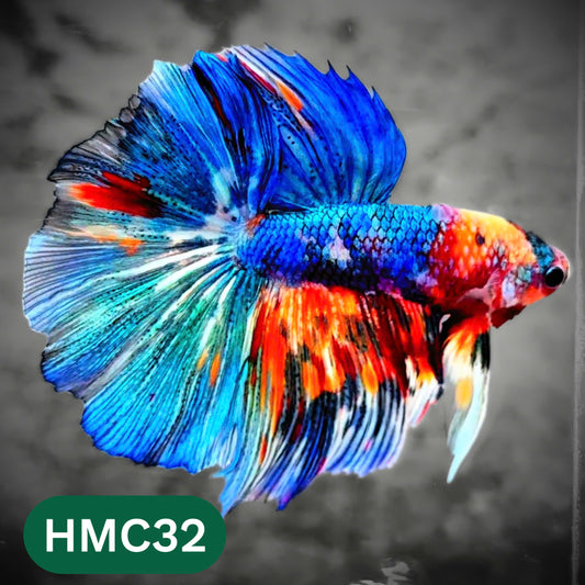 Multicolor Halfmoon Male Betta Fish | High Grade | Order Directly From Farm |  You Pick Fish |