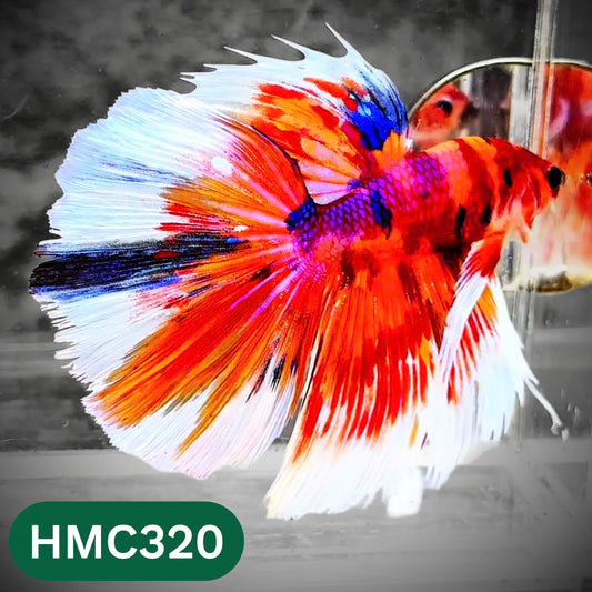 Multicolor Halfmoon Male Betta Fish | High Grade | Order Directly From Farm |  You Pick Fish |