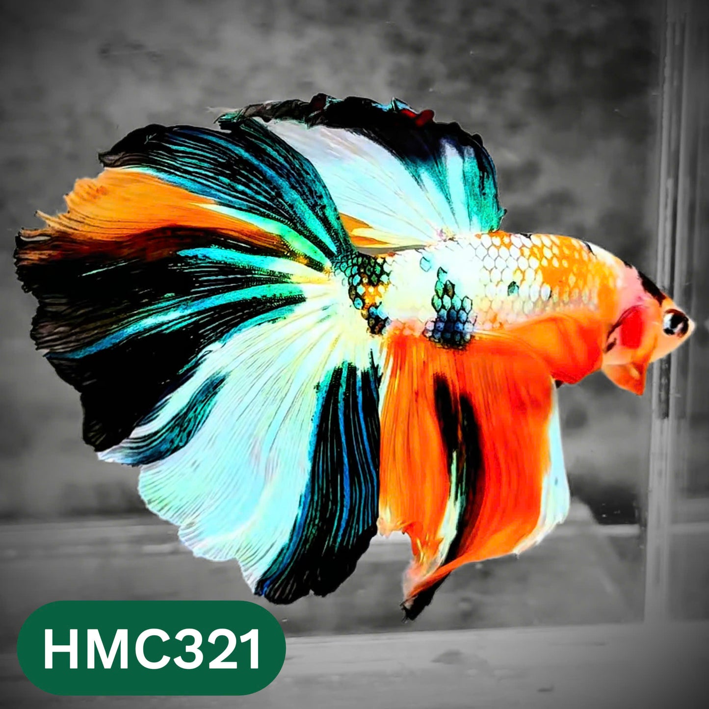 Multicolor Halfmoon Male Betta Fish | High Grade | Order Directly From Farm |  You Pick Fish |