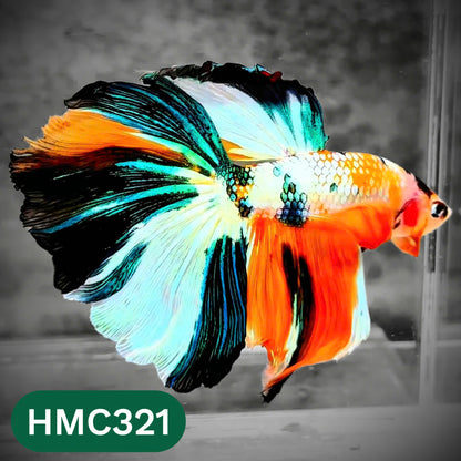 Multicolor Halfmoon Male Betta Fish | High Grade | Order Directly From Farm |  You Pick Fish |