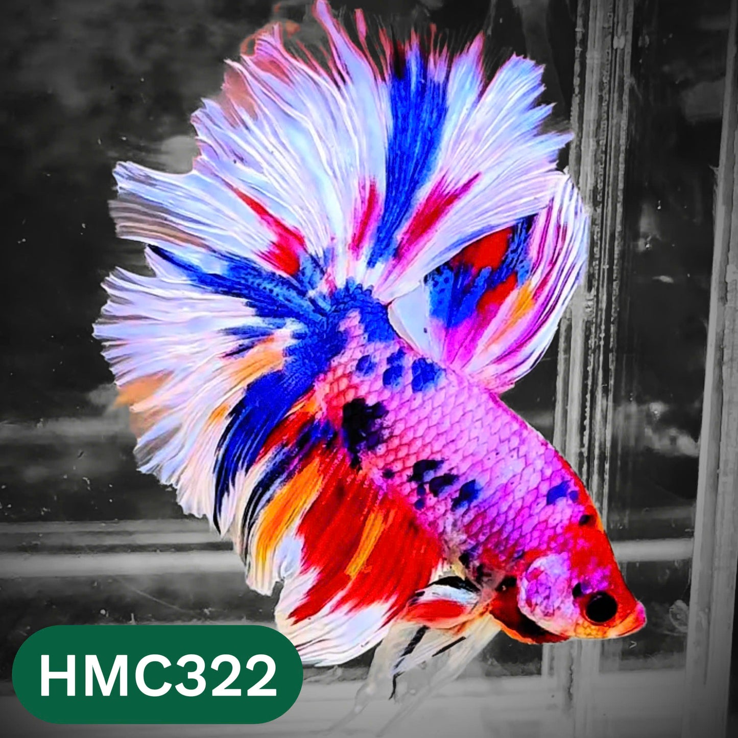 Multicolor Halfmoon Male Betta Fish | High Grade | Order Directly From Farm |  You Pick Fish |
