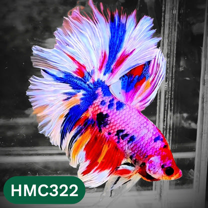 Multicolor Halfmoon Male Betta Fish | High Grade | Order Directly From Farm |  You Pick Fish |
