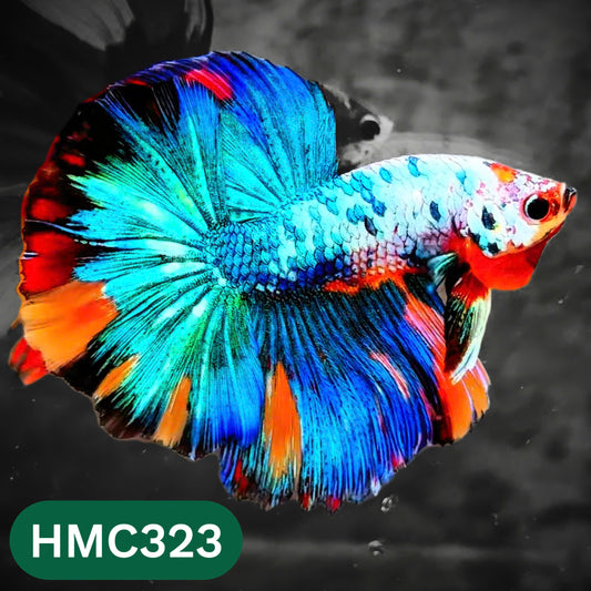 Multicolor Halfmoon Male Betta Fish | High Grade | Order Directly From Farm |  You Pick Fish |