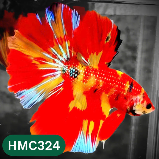 Multicolor Halfmoon Male Betta Fish | High Grade | Order Directly From Farm |  You Pick Fish |