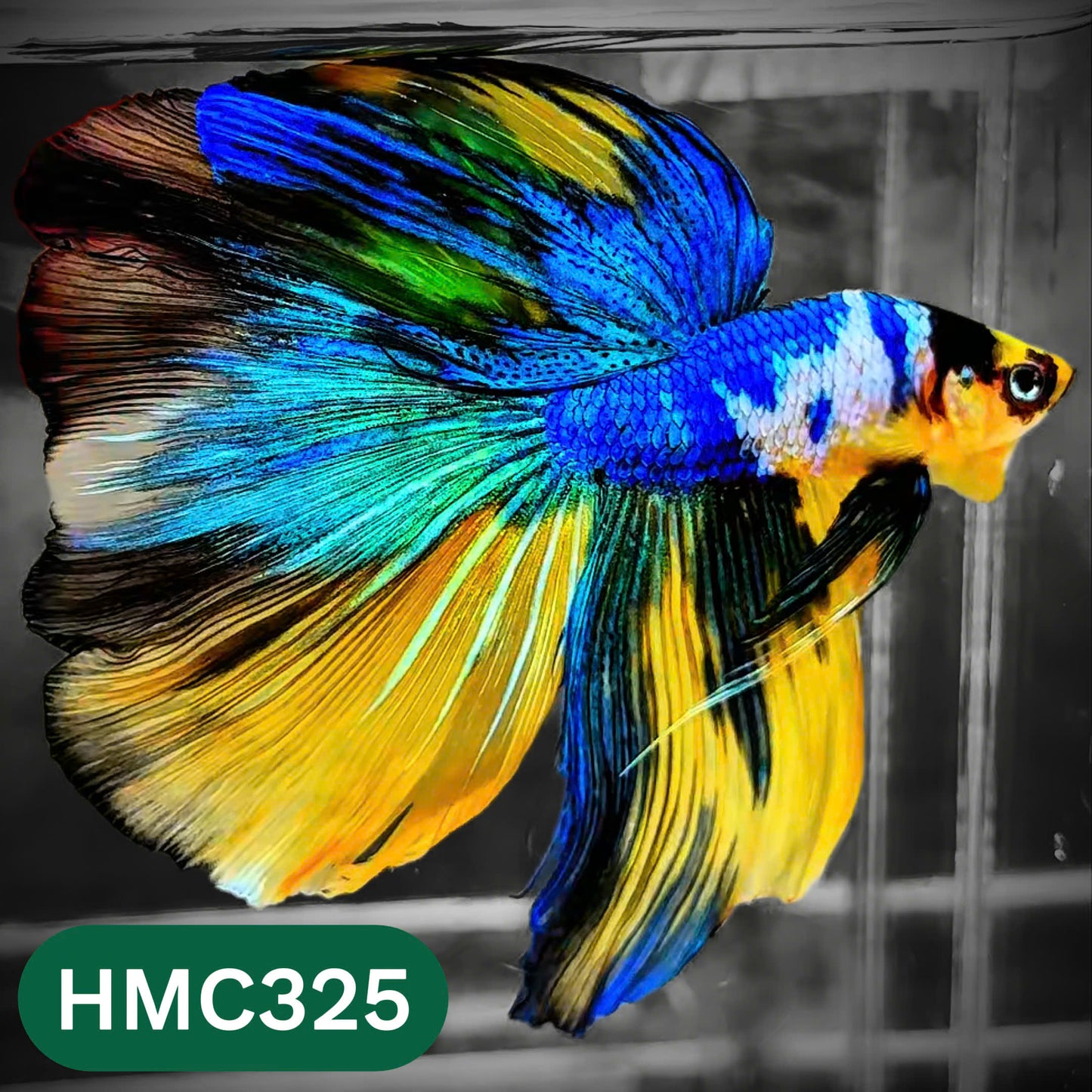 Multicolor Halfmoon Male Betta Fish | High Grade | Order Directly From Farm |  You Pick Fish |