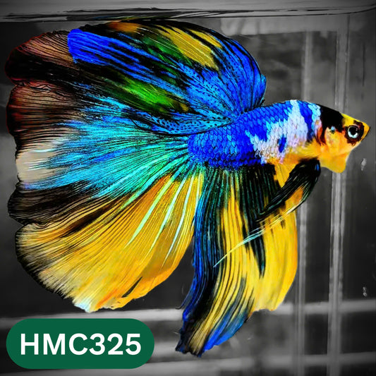 Multicolor Halfmoon Male Betta Fish | High Grade | Order Directly From Farm |  You Pick Fish |