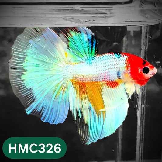 Multicolor Halfmoon Male Betta Fish | High Grade | Order Directly From Farm |  You Pick Fish |